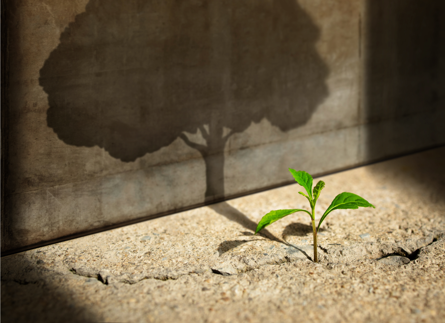A small green seedling growing through cracked concrete, casting the shadow of a full-grown tree on the wall behind it.